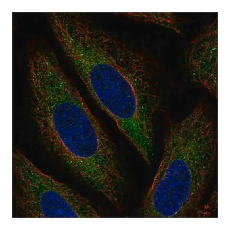 Merck Anti-MARCH6 antibody produced in rabbit
