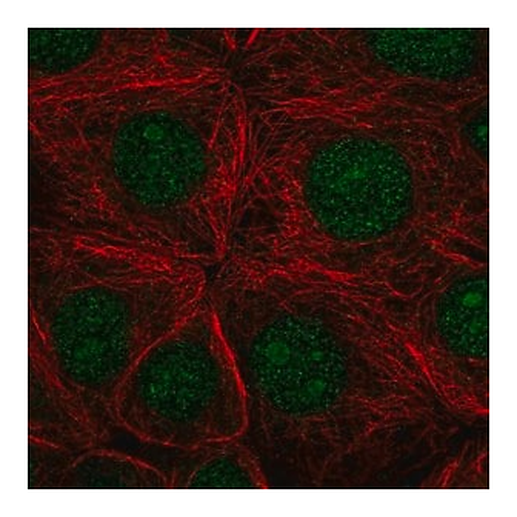 Merck Anti-SF3B3 antibody produced in rabbit