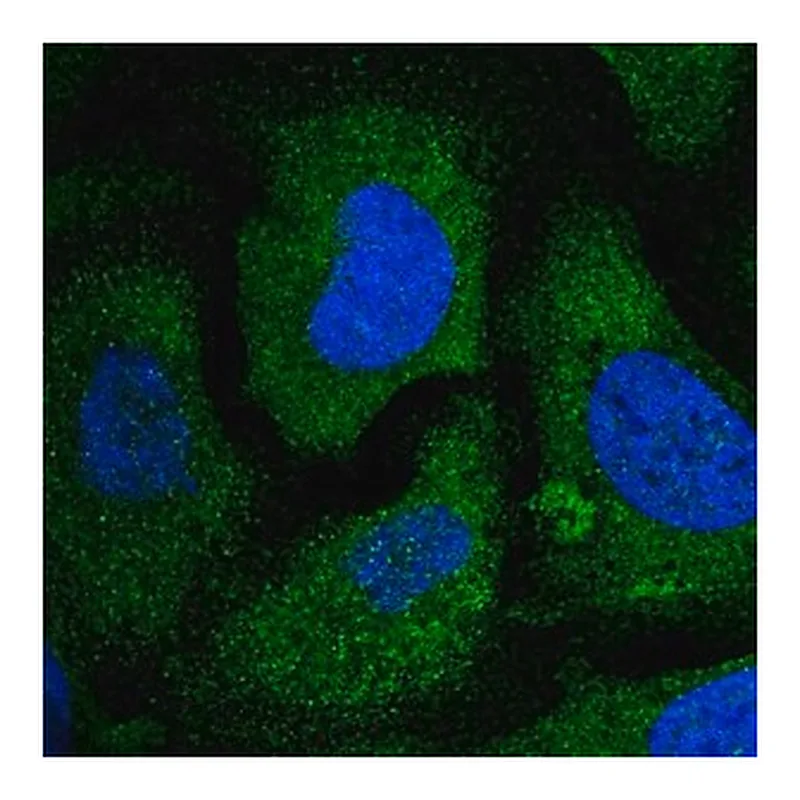 Merck Anti-EIF2S2 antibody produced in rabbit
