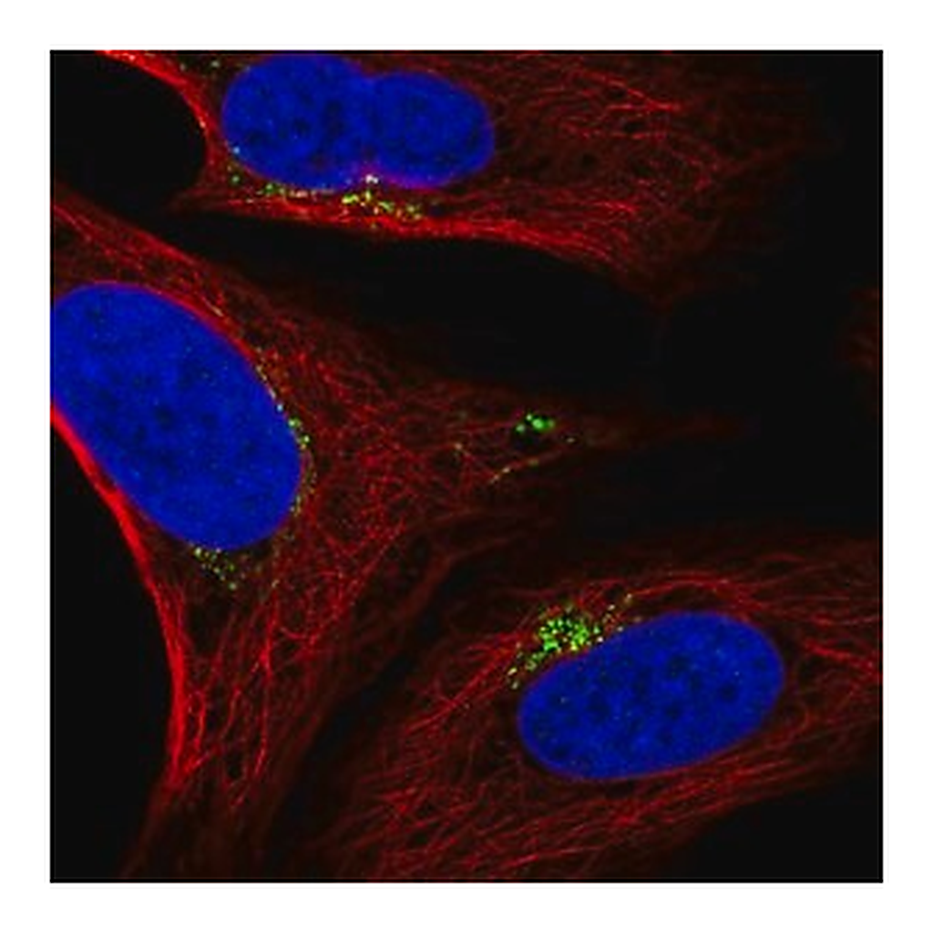 Merck Anti-SPATA25 antibody produced in rabbit