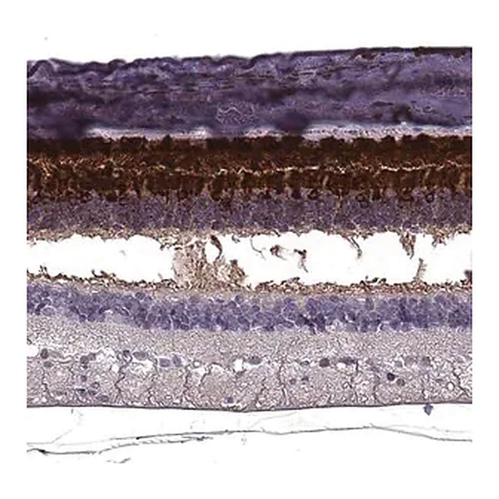Merck Anti-RBP3 antibody produced in rabbit