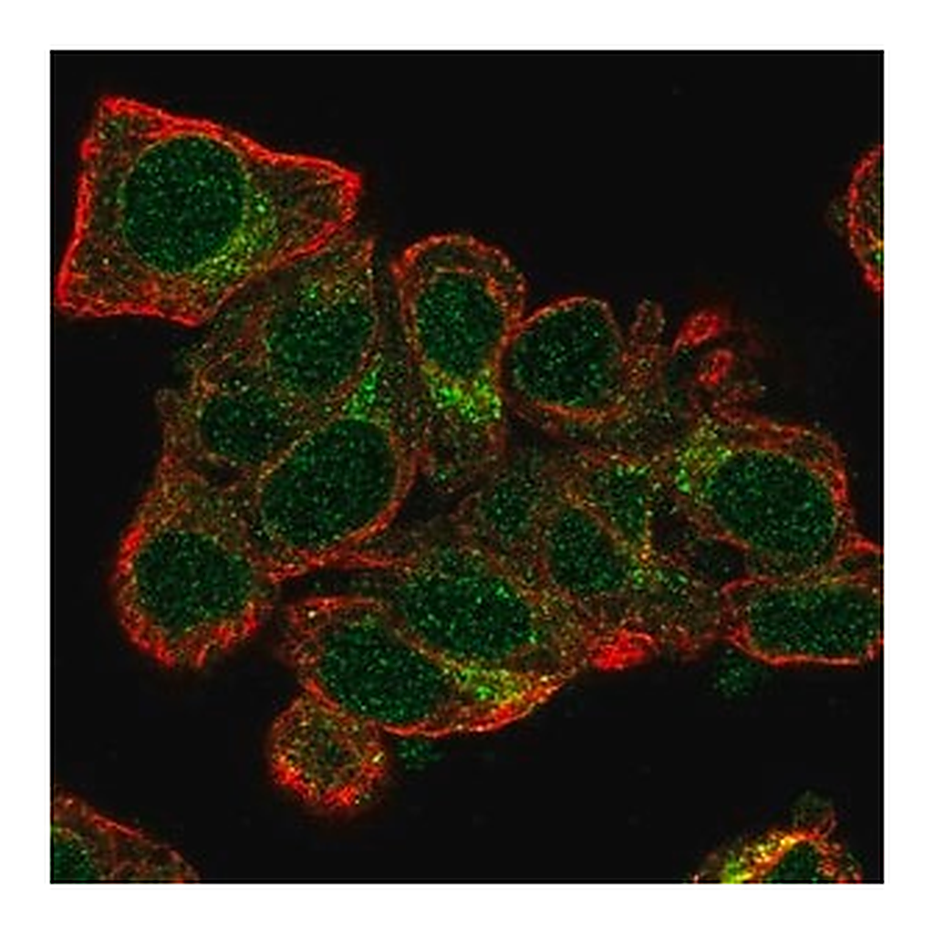 Merck Anti-TXNL4A antibody produced in rabbit