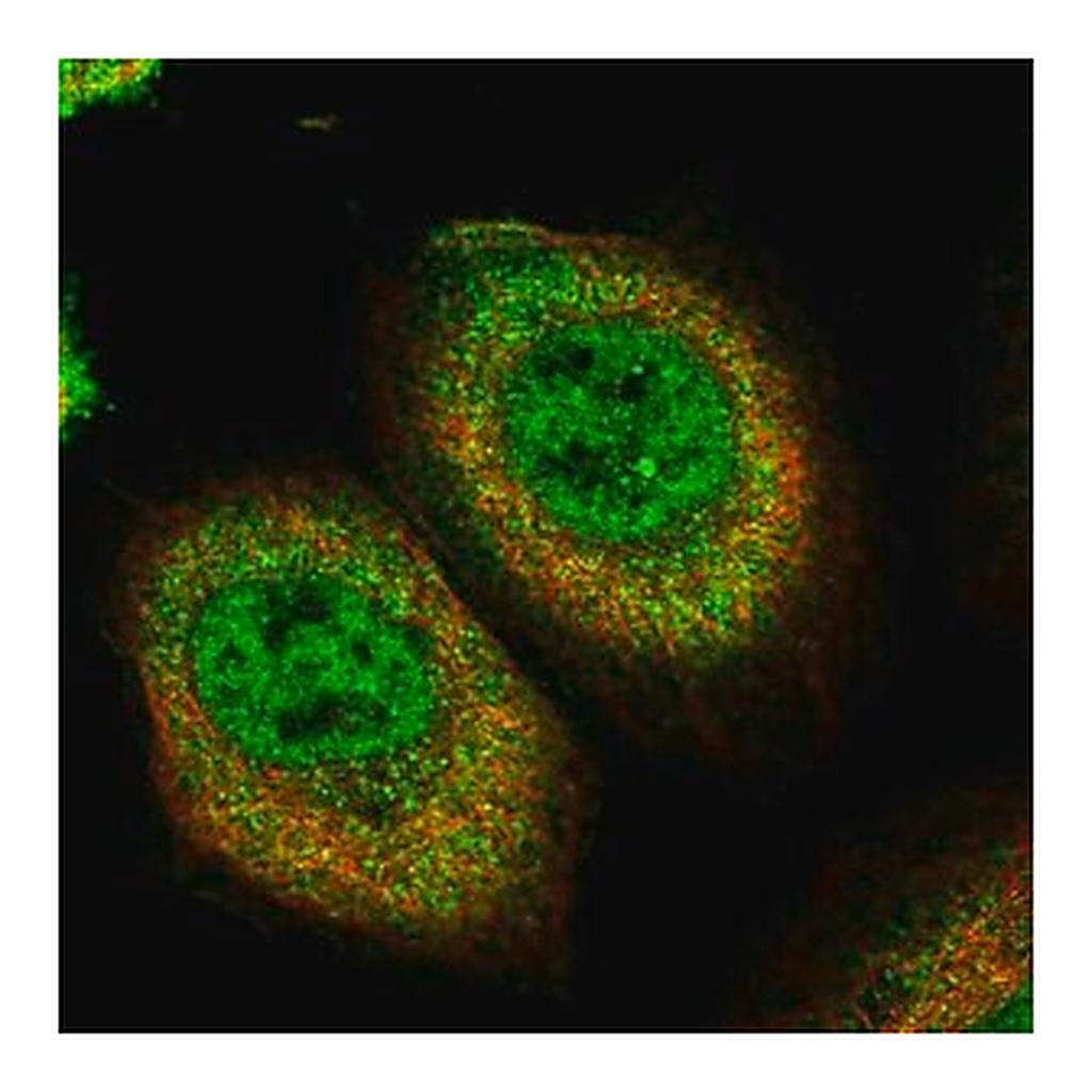 Merck Anti-PLEKHA5 antibody produced in rabbit