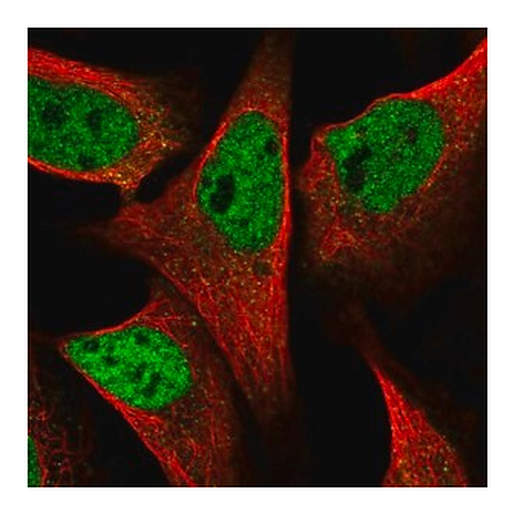 Merck Anti-SPIDR antibody produced in rabbit