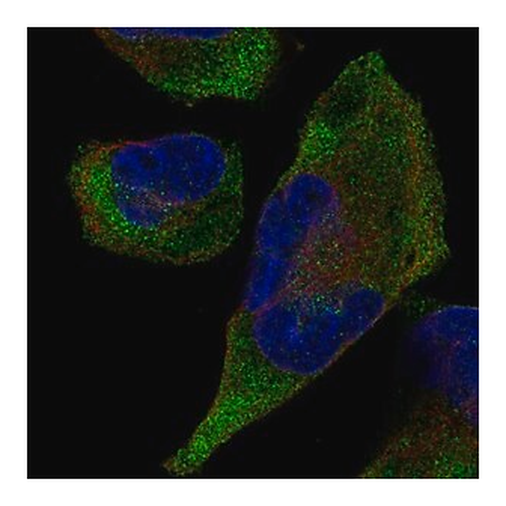 Merck Anti-TRIM9 antibody produced in rabbit