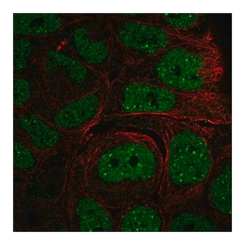 Merck Anti-INO80 antibody produced in rabbit