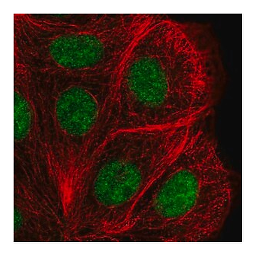 Merck Anti-DHX38 antibody produced in rabbit