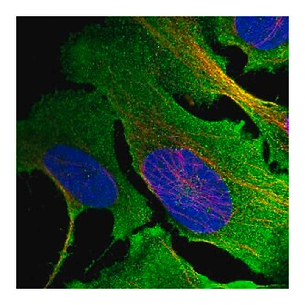 Merck Anti-MKLN1 antibody produced in rabbit