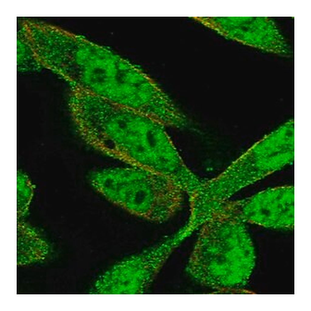 Merck Anti-ZNF407 antibody produced in rabbit