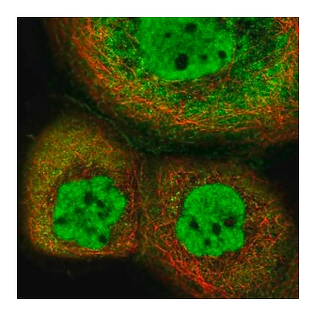 Merck Anti-INTS12 antibody produced in rabbit