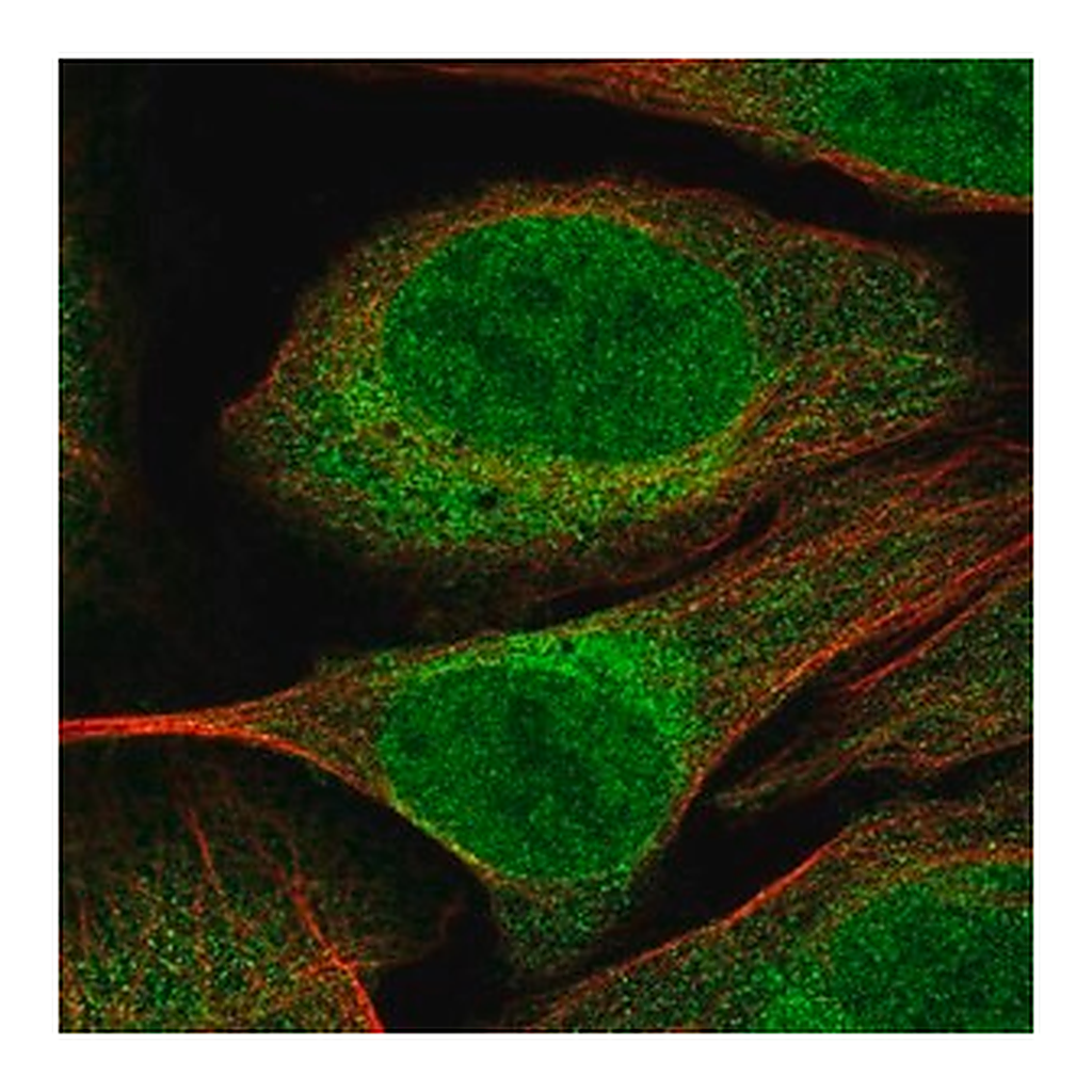 Merck Anti-CUEDC2 antibody produced in rabbit