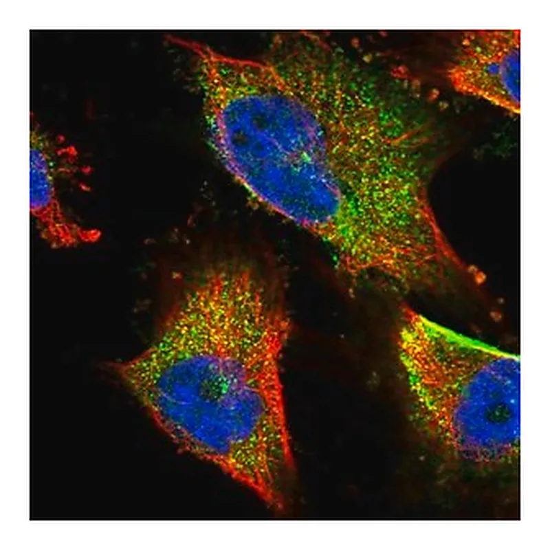 Merck Anti-TNPO3 antibody produced in rabbit
