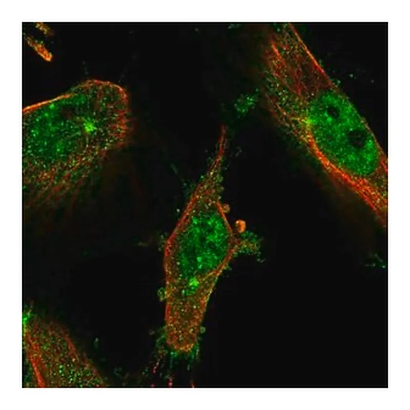 Merck Anti-LMTK2 antibody produced in rabbit