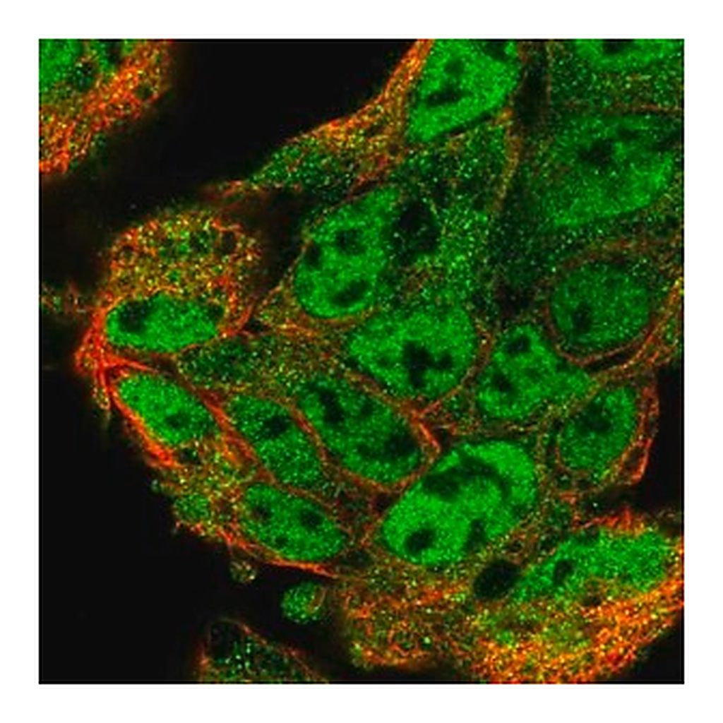 Merck Anti-UBL7 antibody produced in rabbit