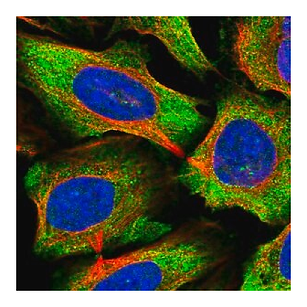 Merck Anti-C15orf39 antibody produced in rabbit