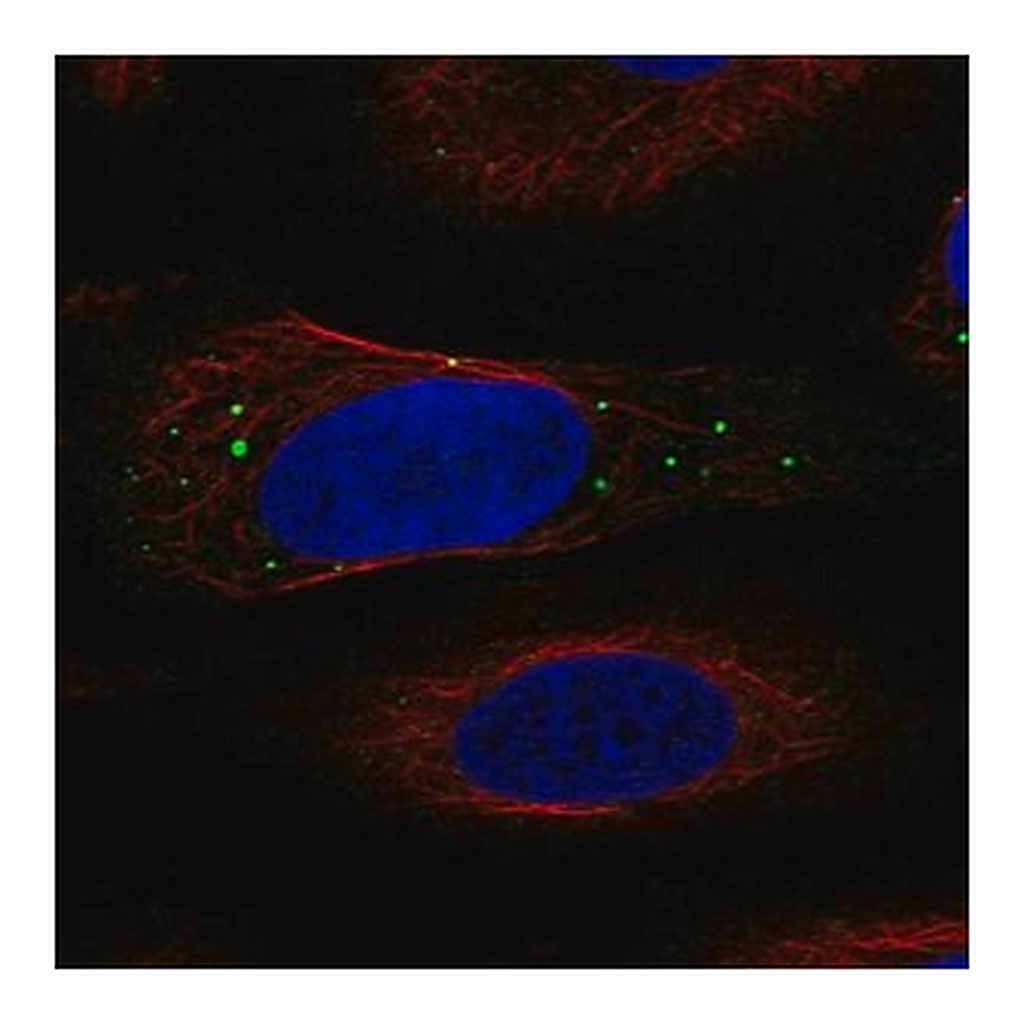 Merck Anti-IGIP antibody produced in rabbit