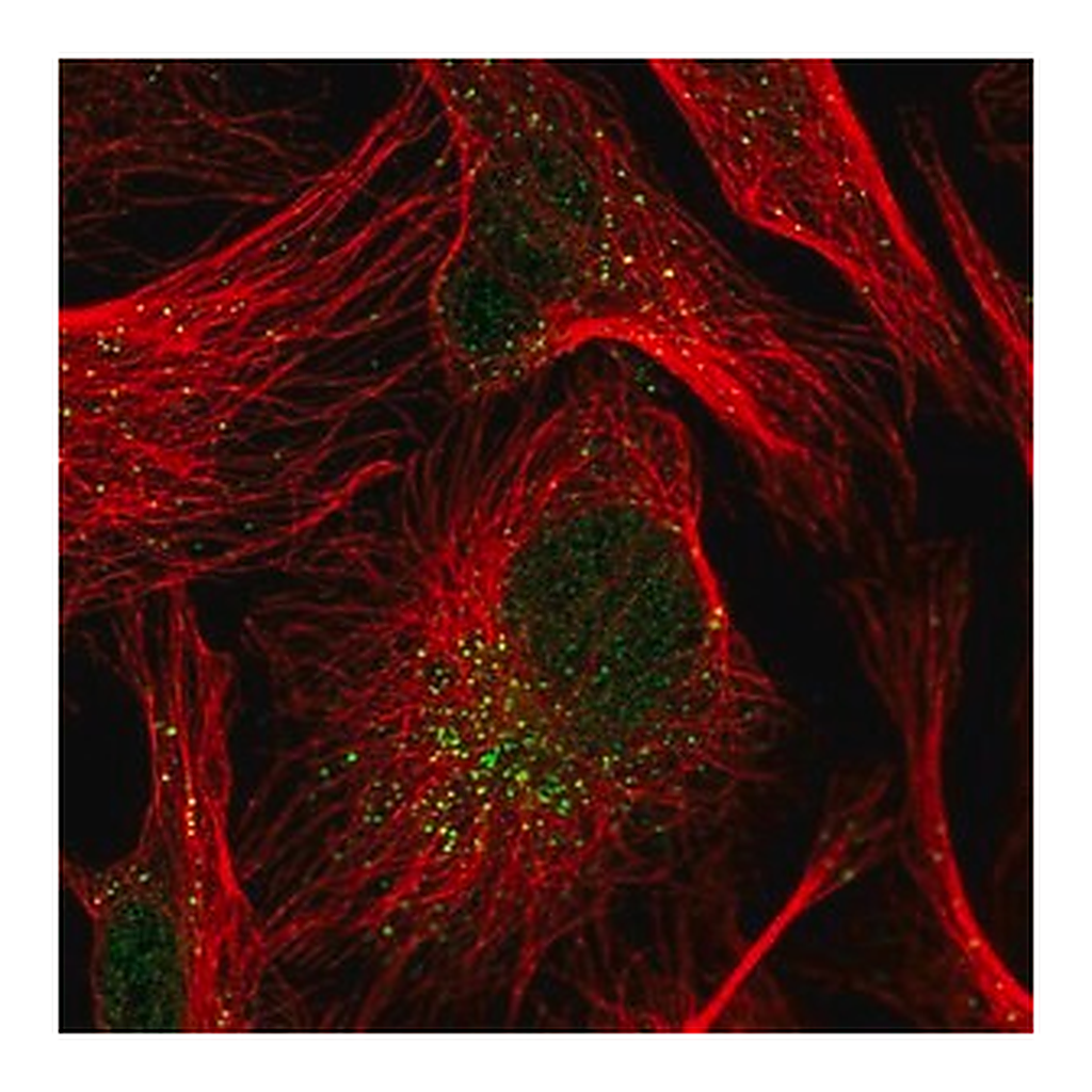 Merck Anti-TRIP10 antibody produced in rabbit