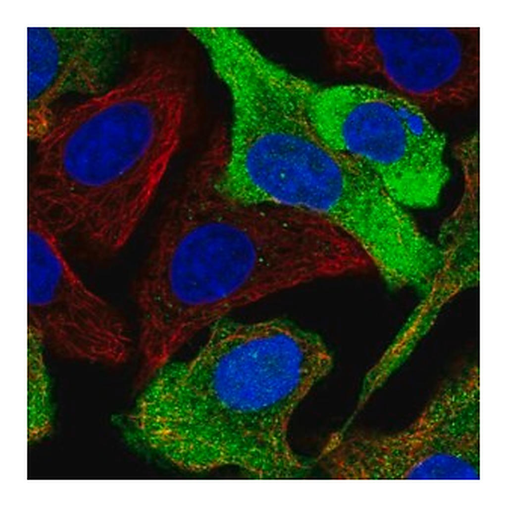 Merck Anti-CPPED1 antibody produced in rabbit