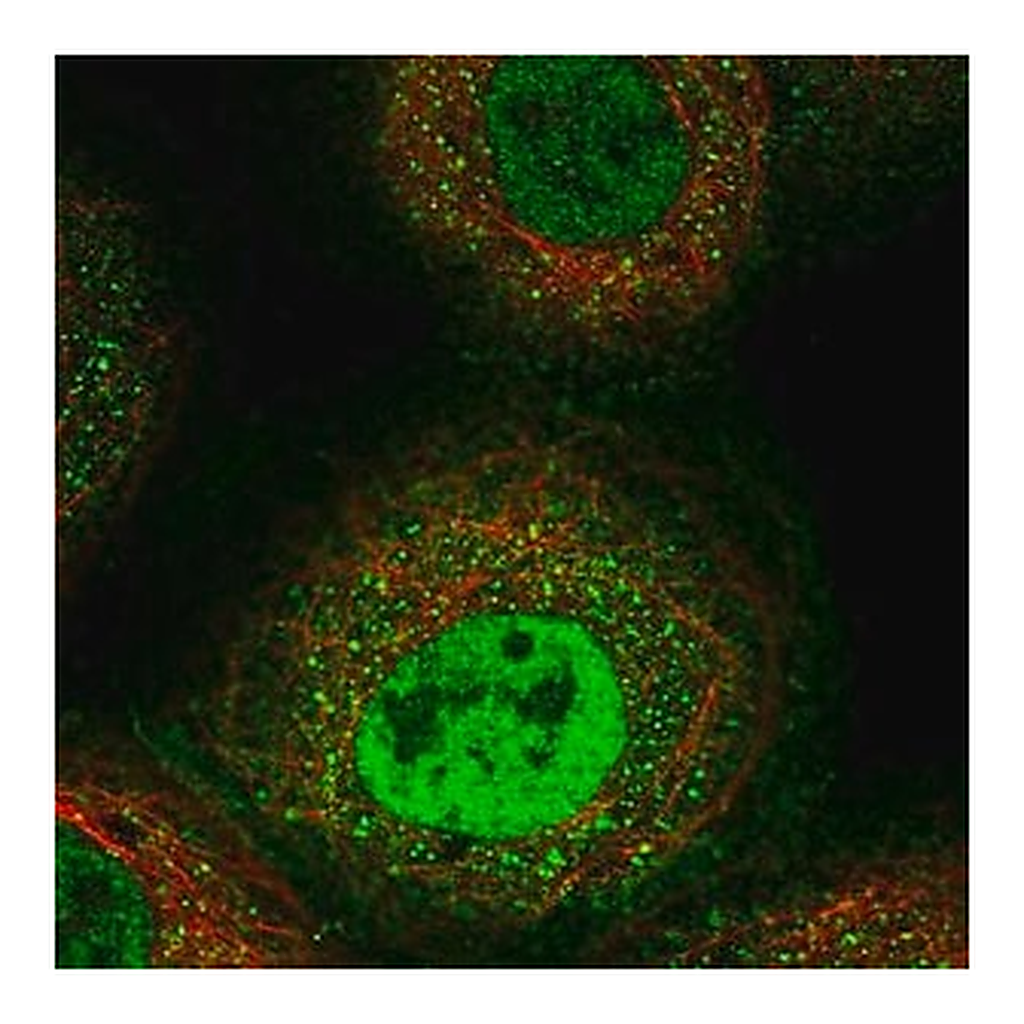 Merck Anti-ERAP1 antibody produced in rabbit