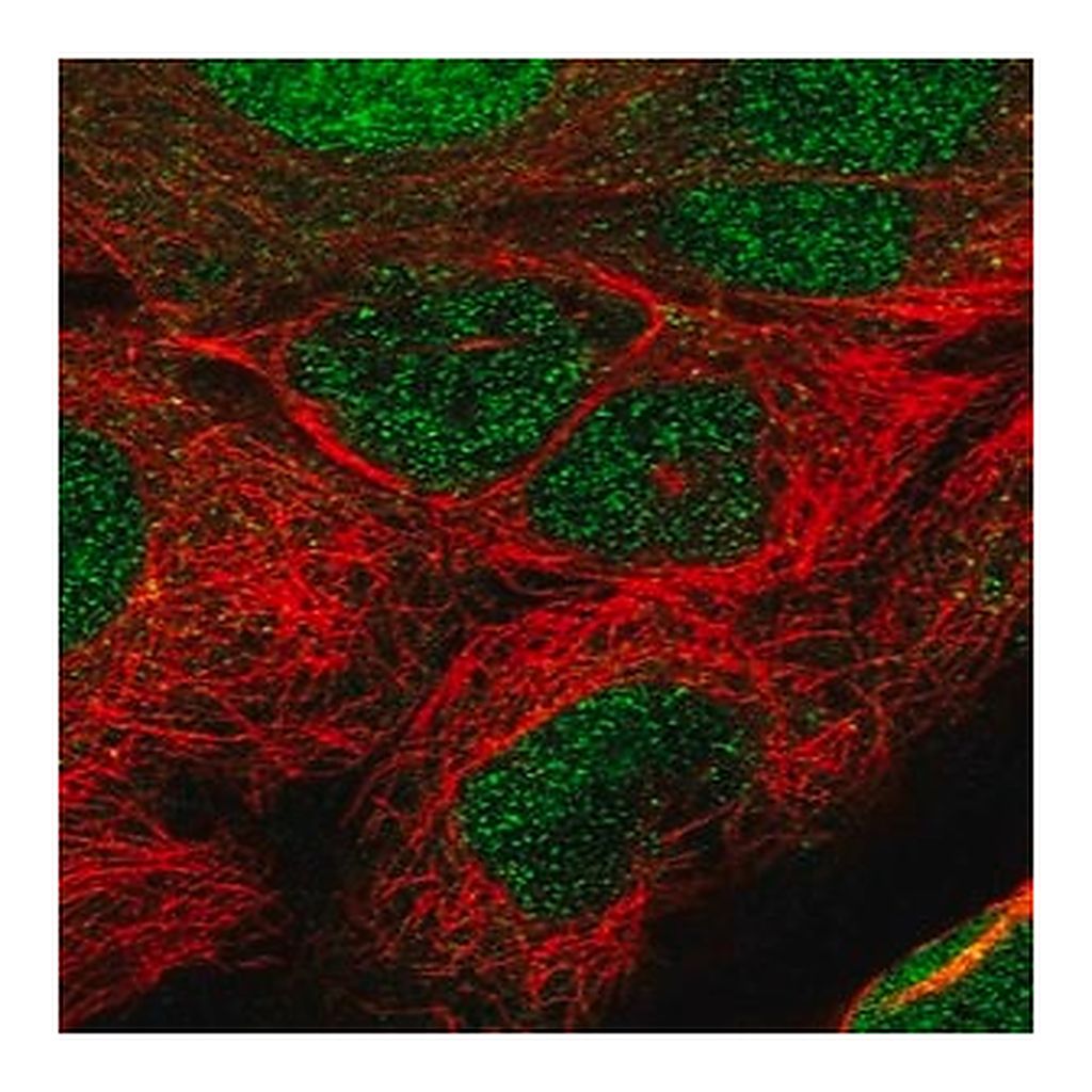 Merck Anti-TET1 antibody produced in rabbit