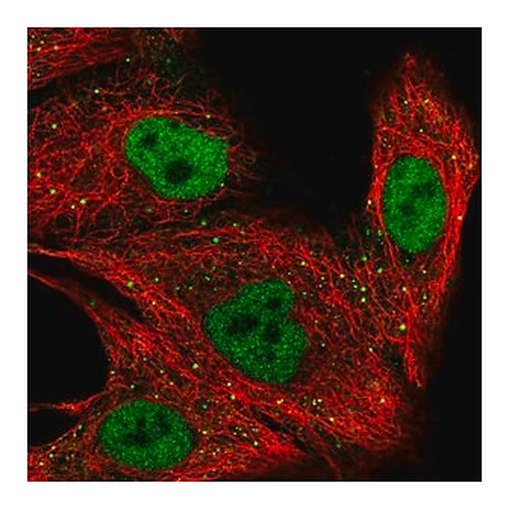 Merck Anti-ZNF574 antibody produced in rabbit