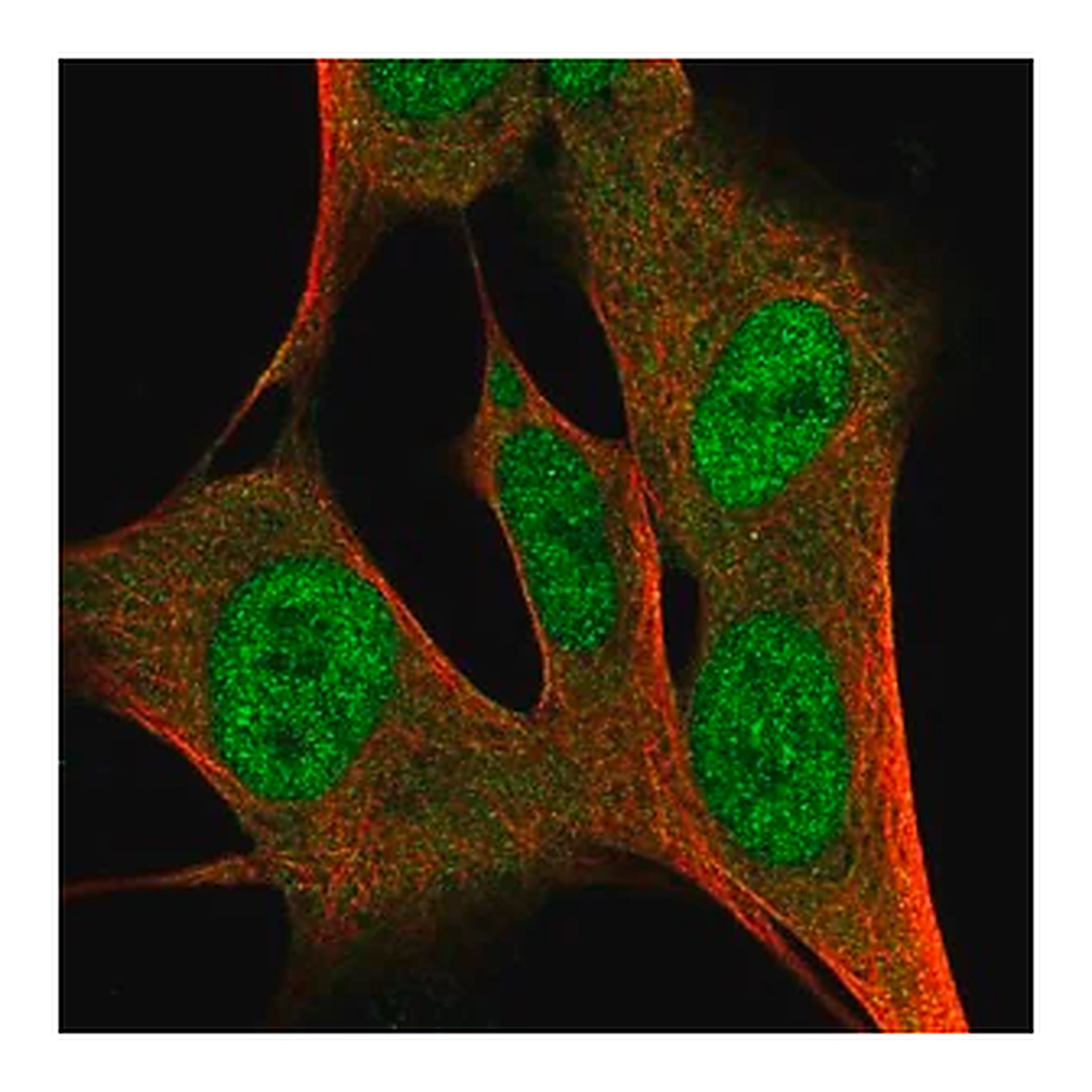Merck Anti-ZFP3 antibody produced in rabbit