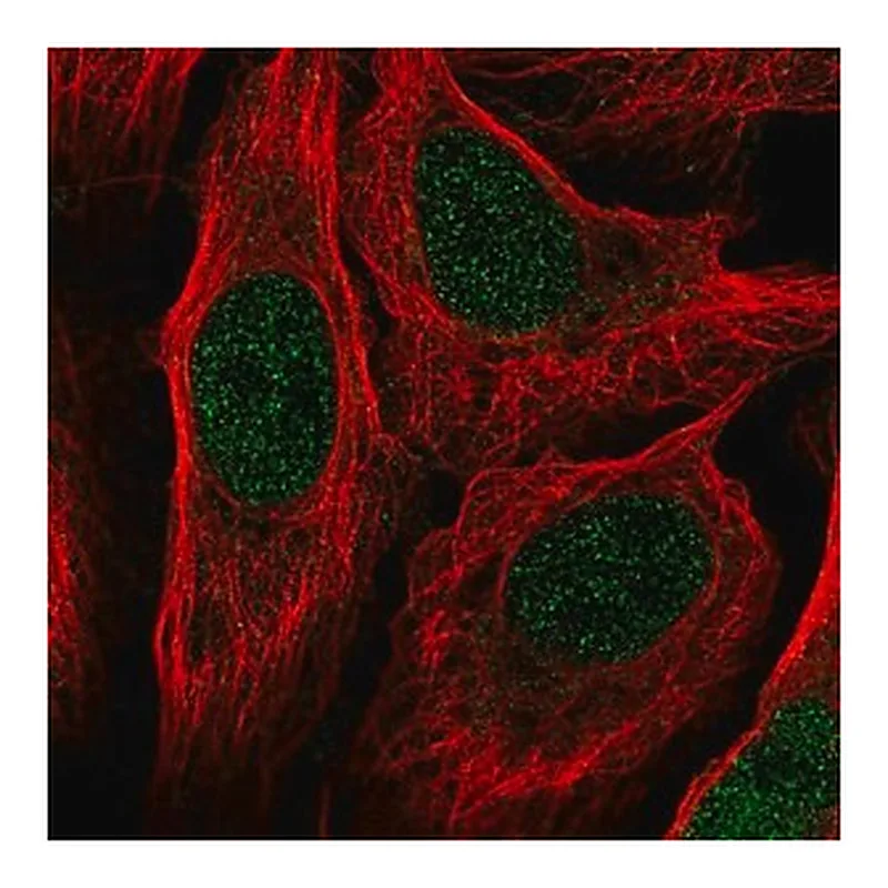 Merck Anti-RANGRF antibody produced in rabbit