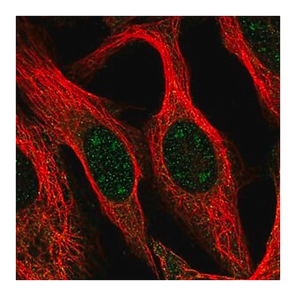 Merck Anti-BCAS3 antibody produced in rabbit