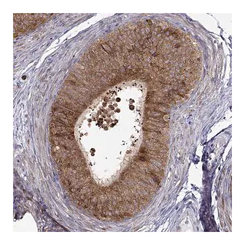 Merck Anti-LONRF2 antibody produced in rabbit