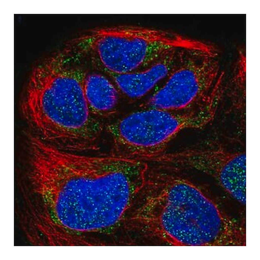 Merck Anti-HPDL antibody produced in rabbit