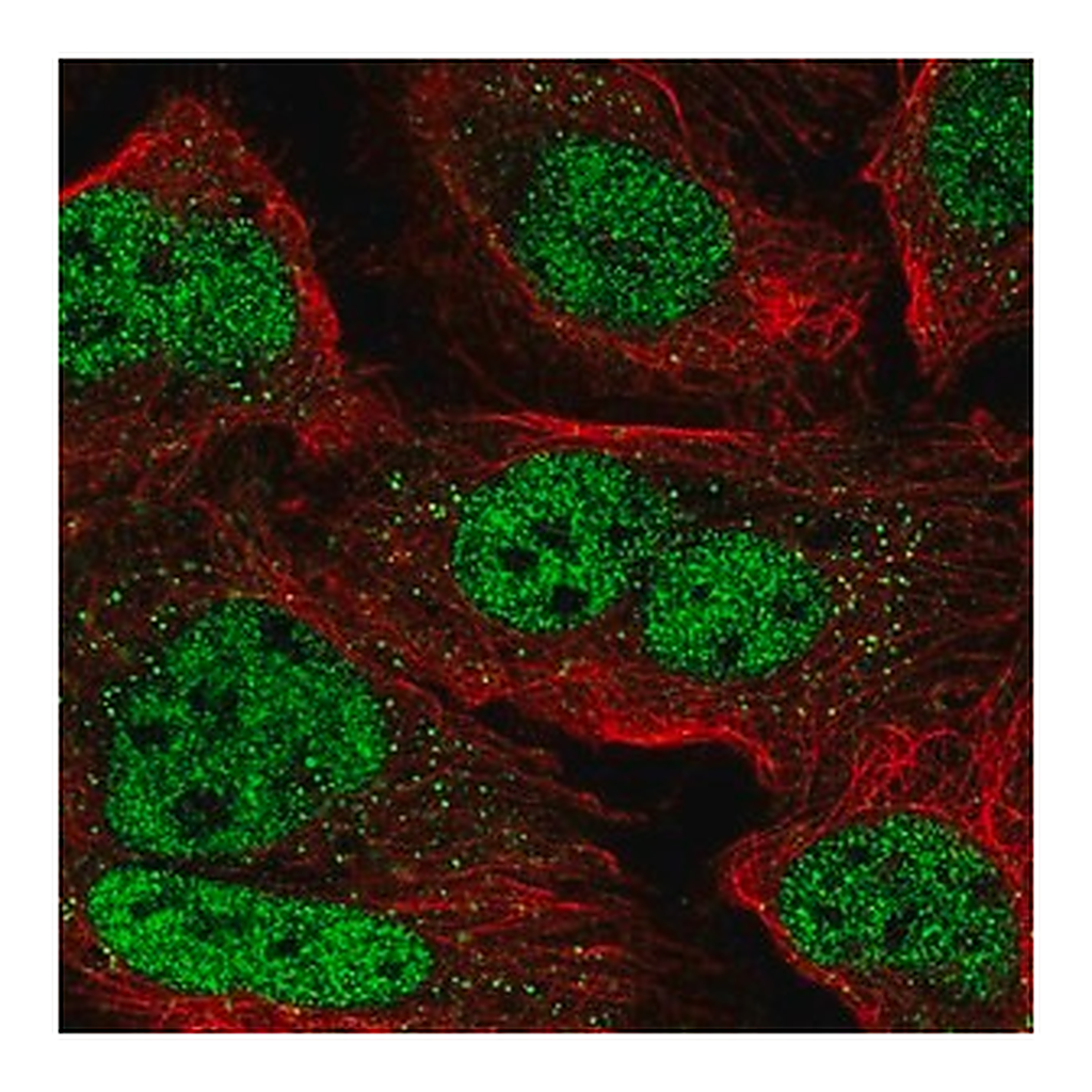 Merck Anti-ZNF638 antibody produced in rabbit