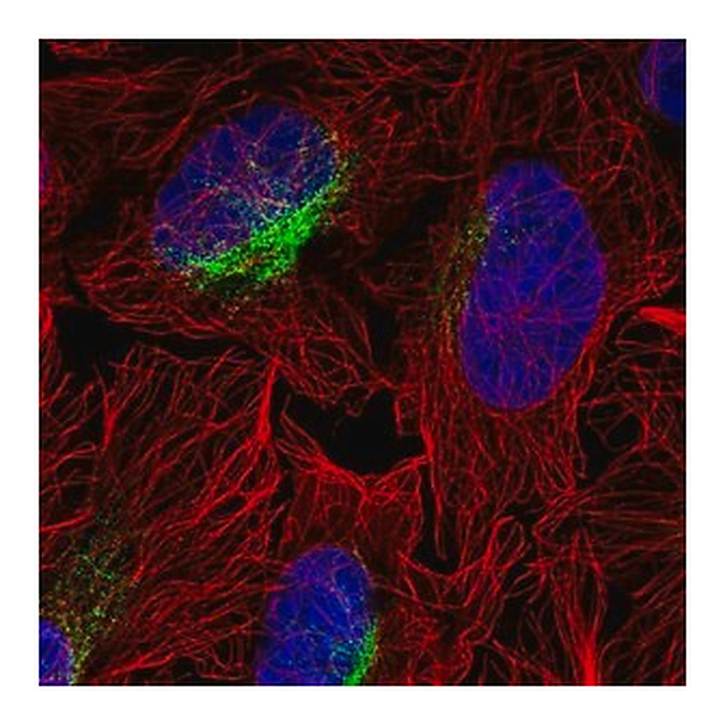 Merck Anti-ZCCHC9 antibody produced in rabbit