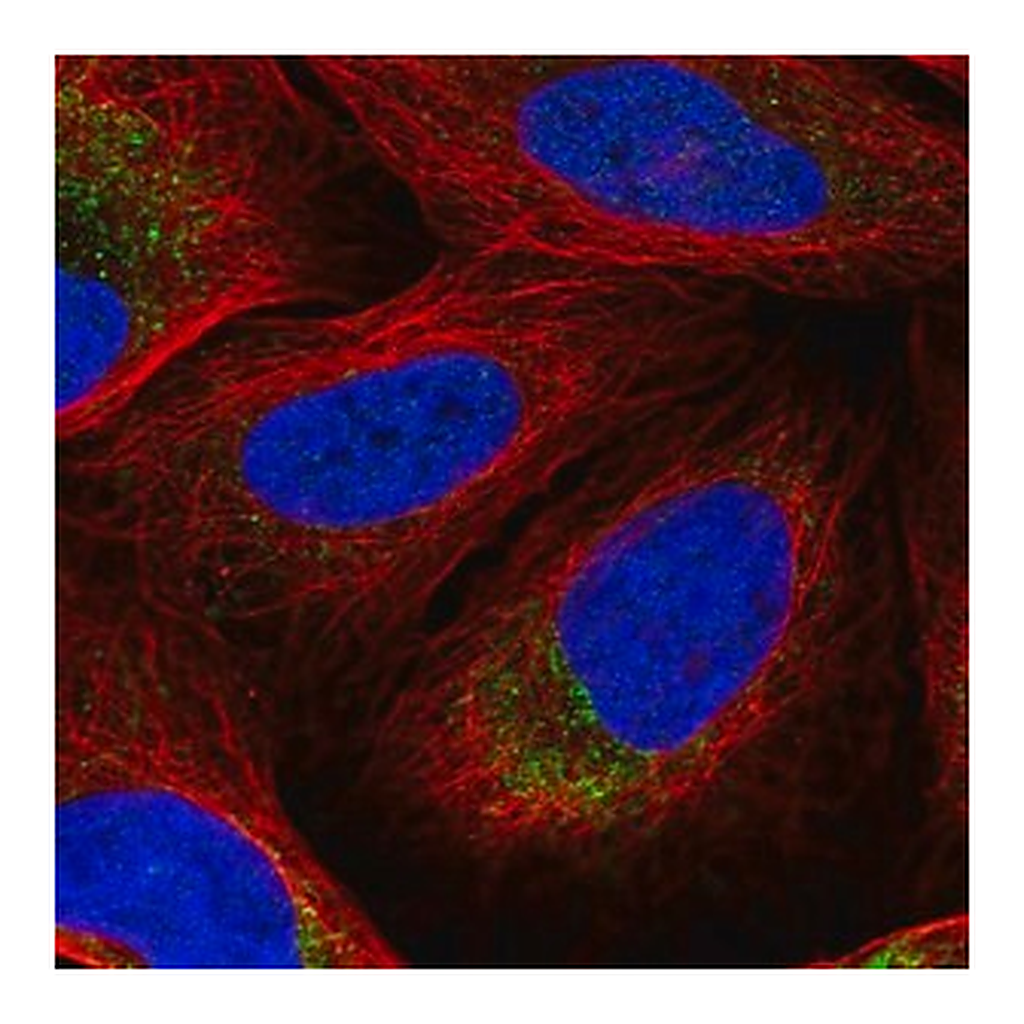 Merck Anti-DNA2 antibody produced in rabbit