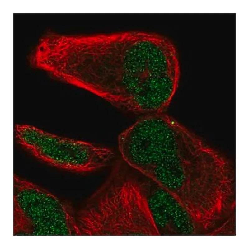 Merck Anti-NHLRC2 antibody produced in rabbit