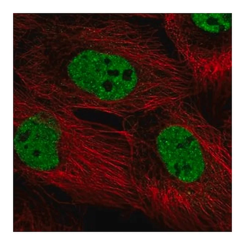 Merck Anti-PPRC1 antibody produced in rabbit