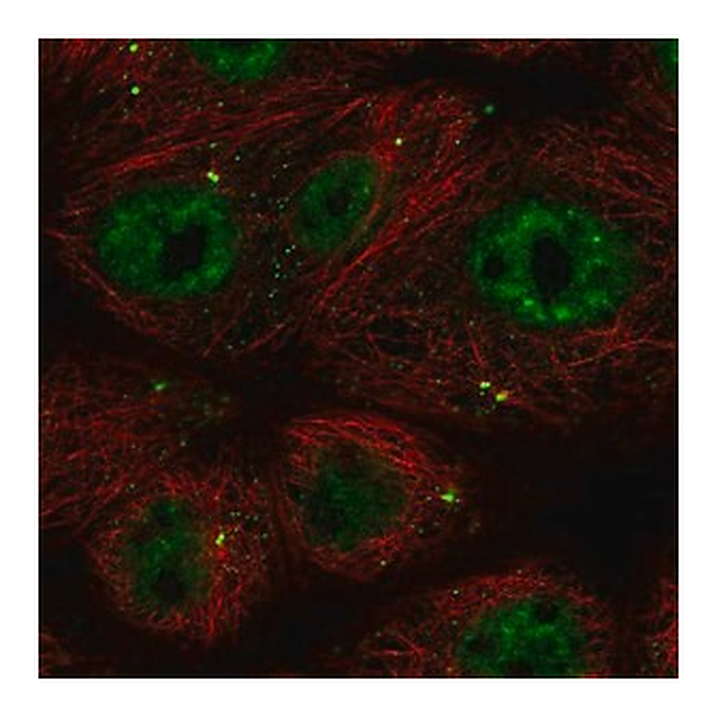 Merck Anti-CCDC92 antibody produced in rabbit