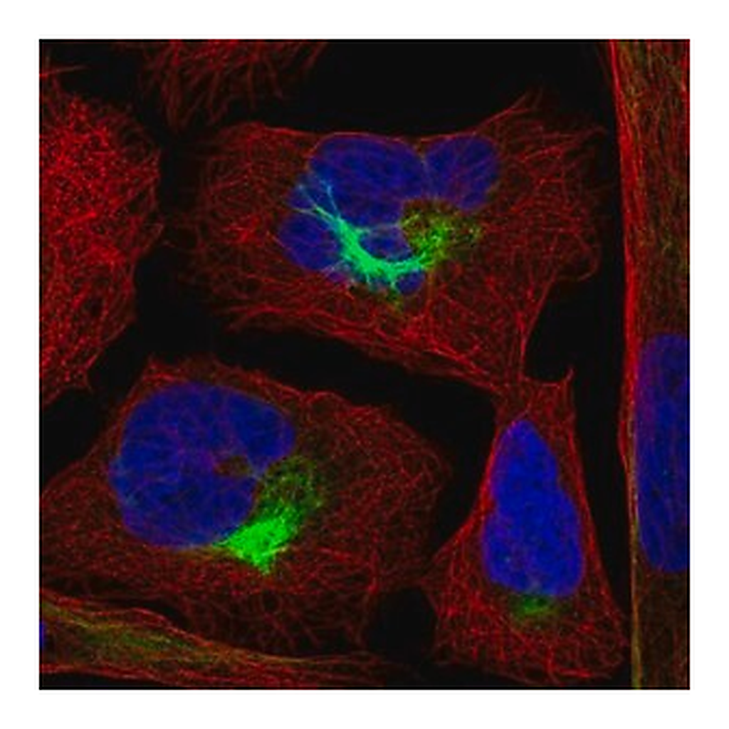 Merck Anti-PJA2 antibody produced in rabbit