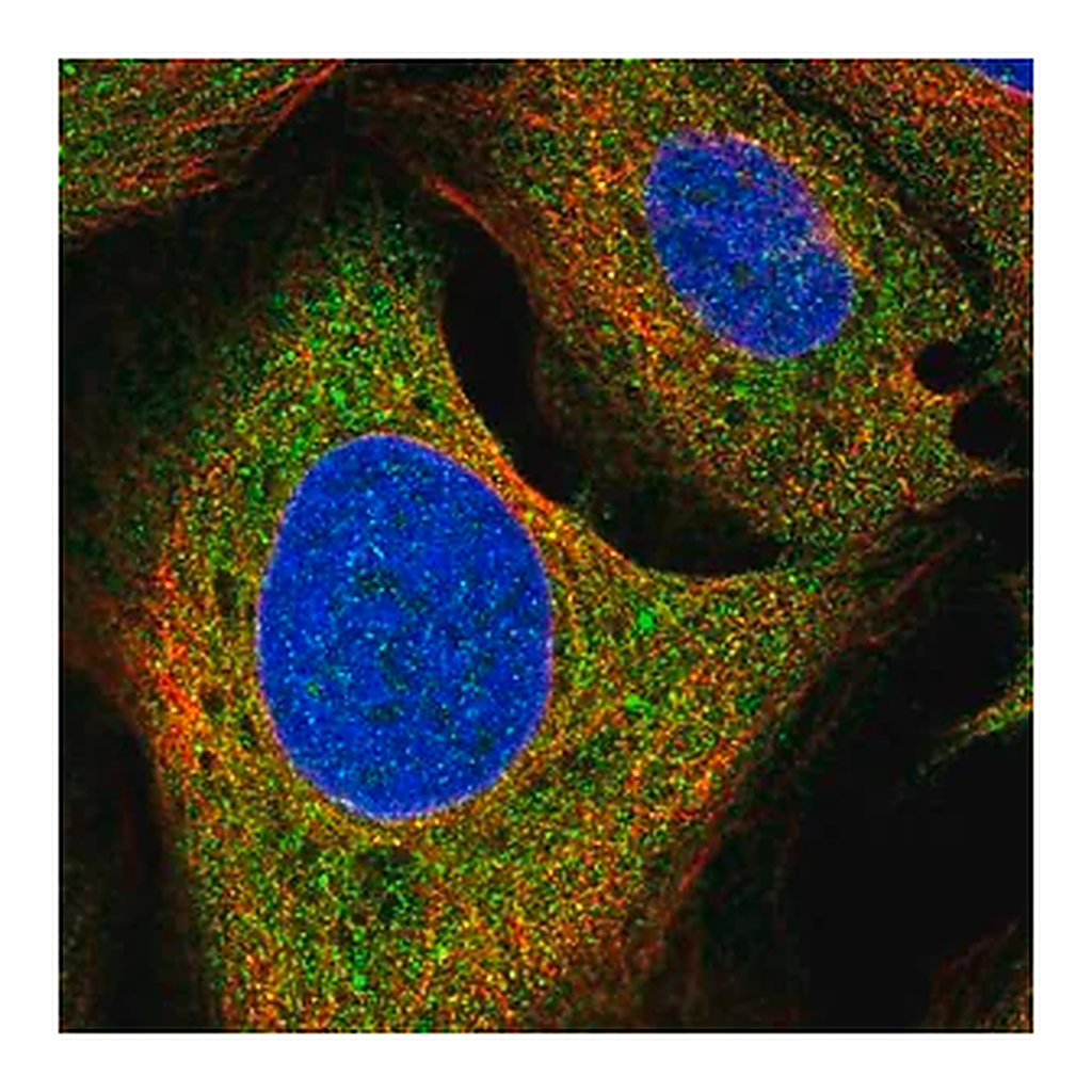 Merck Anti-GHR antibody produced in rabbit