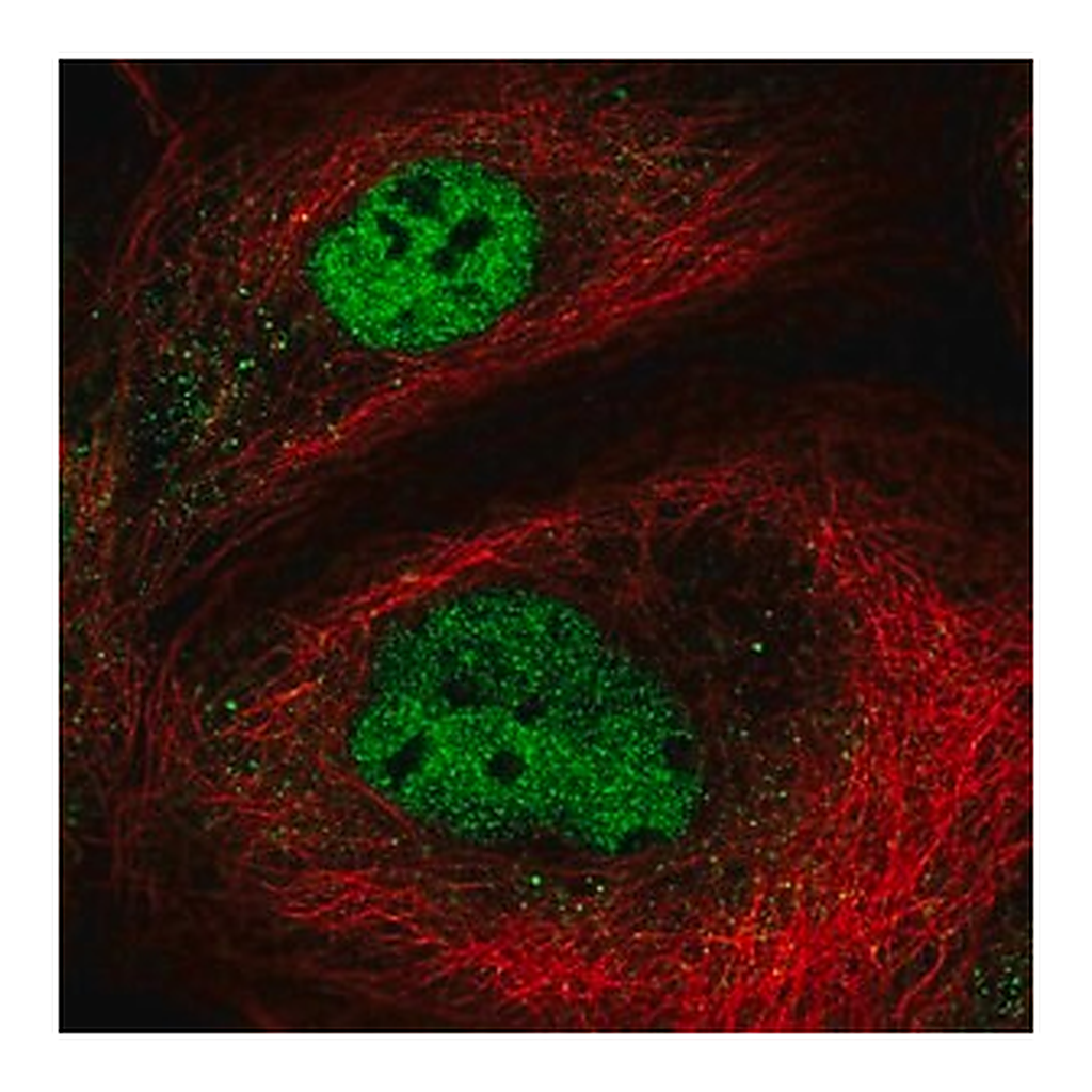 Merck Anti-NEMP2 antibody produced in rabbit