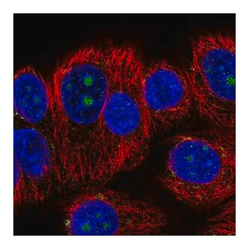 Merck Anti-BMP7 antibody produced in rabbit