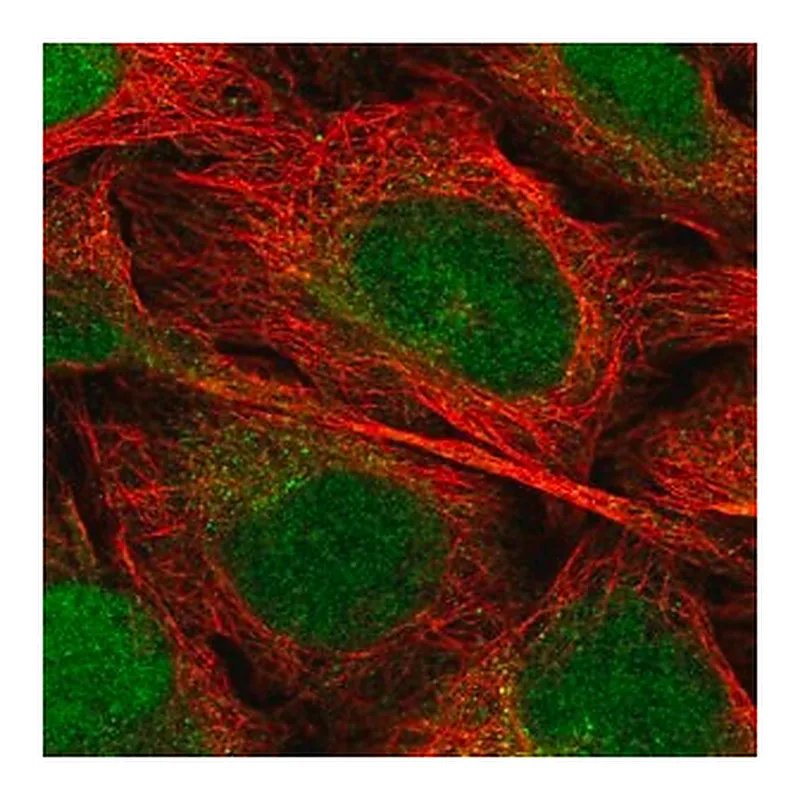 Merck Anti-EEF1E1 antibody produced in rabbit