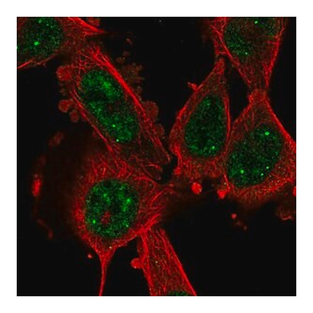 Merck Anti-CCNL1 antibody produced in rabbit