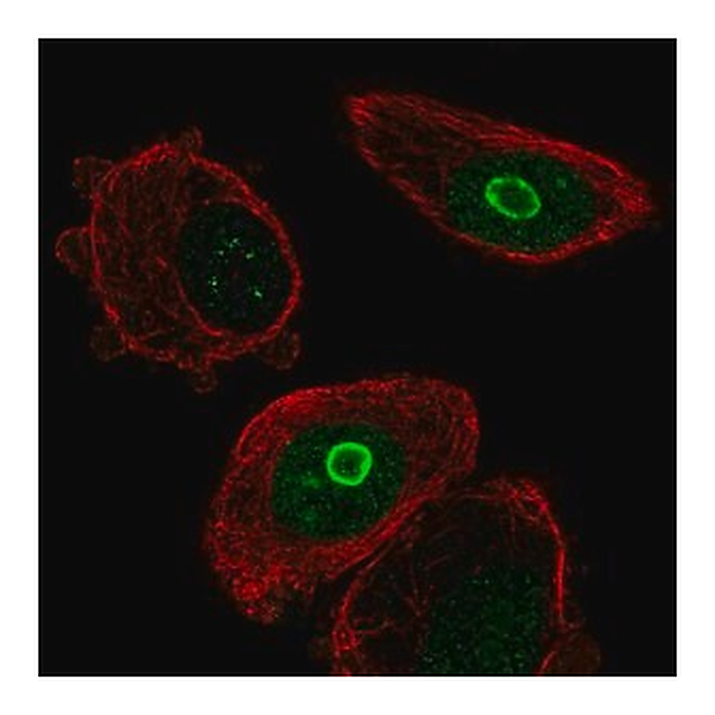 Merck Anti-SLC10A7 antibody produced in rabbit