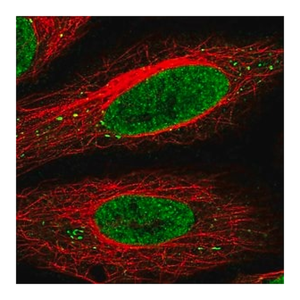 Merck Anti-SEC13 antibody produced in rabbit