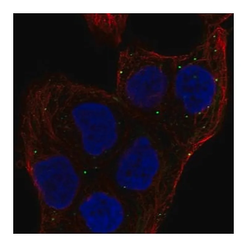 Merck Anti-MEMO1 antibody produced in rabbit