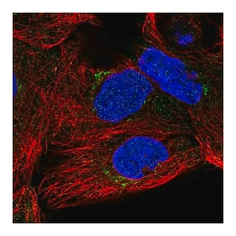 Merck Anti-SLC35A5 antibody produced in rabbit