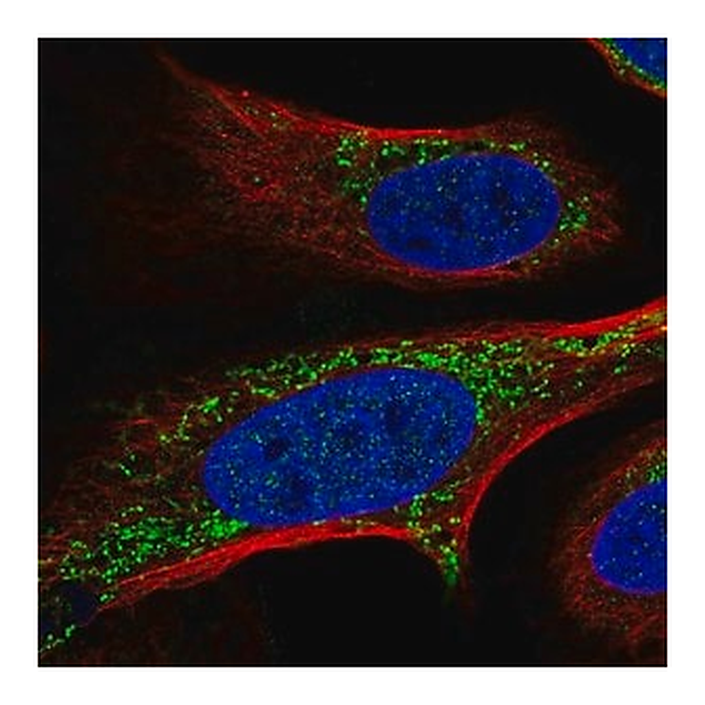 Merck Anti-FASTKD2 antibody produced in rabbit