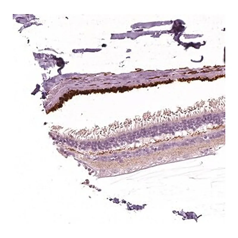 Merck Anti-ARMS2 antibody produced in rabbit