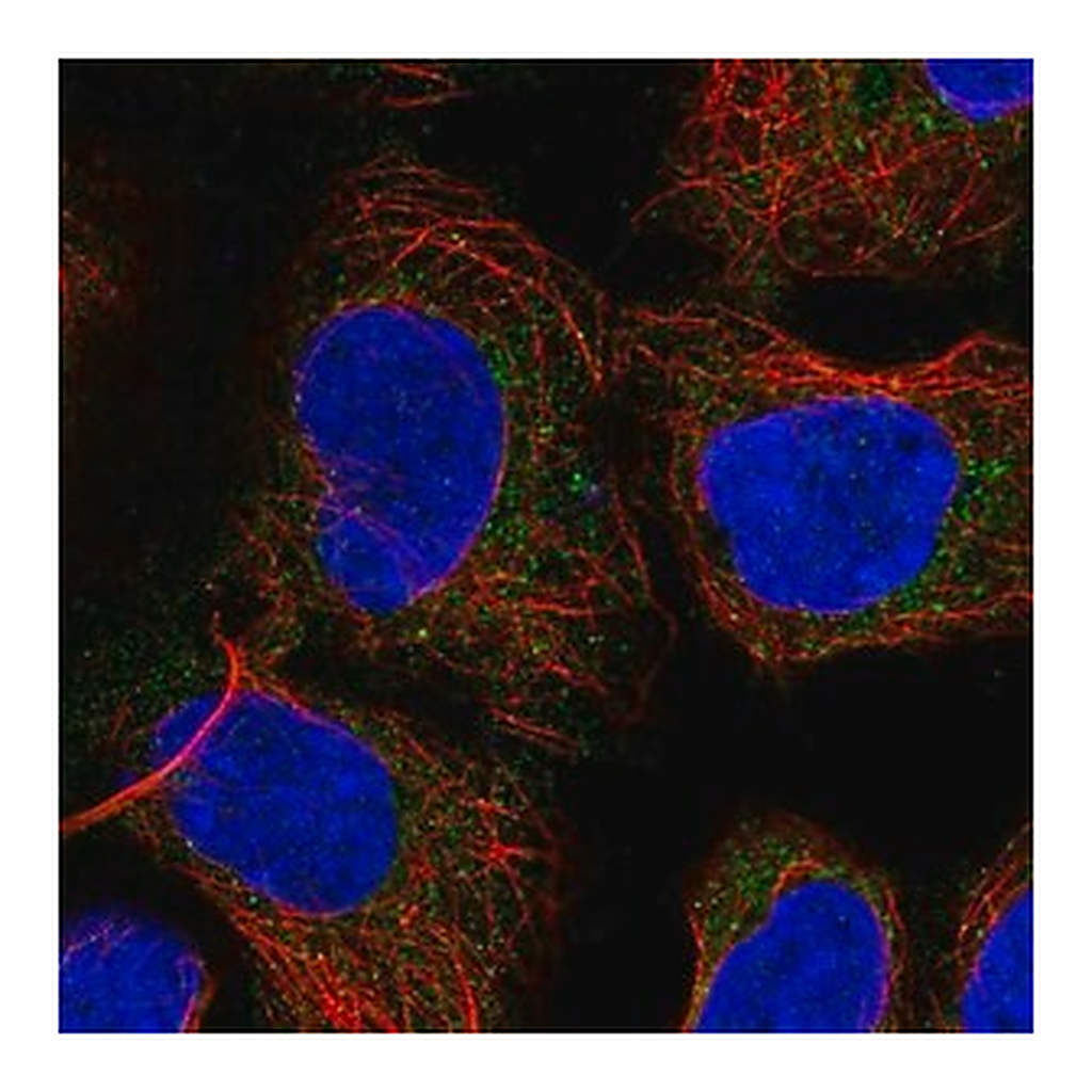 Merck Anti-PICK1 antibody produced in rabbit