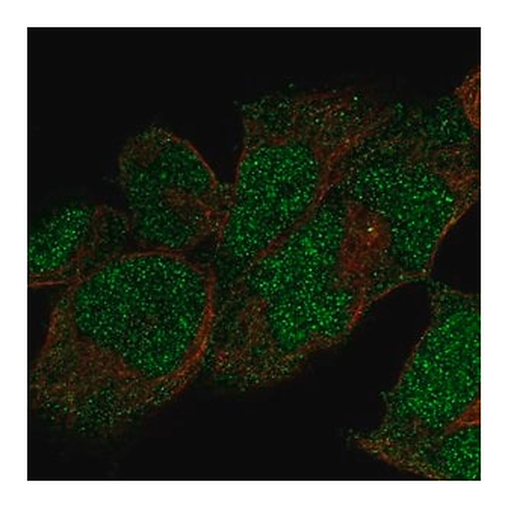 Merck Anti-POLE antibody produced in rabbit